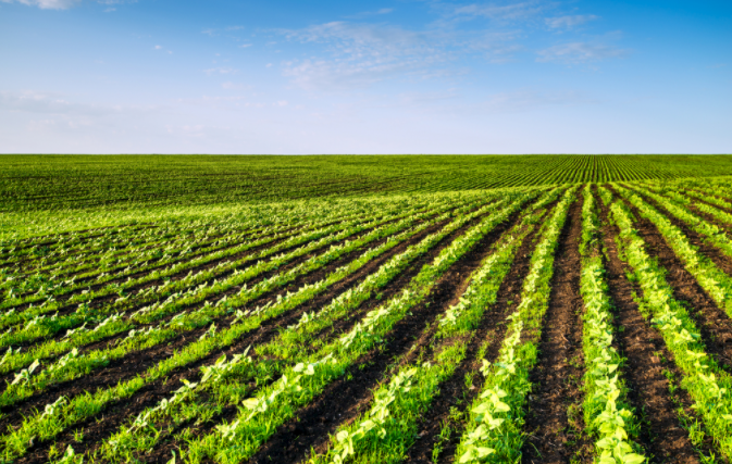 土壤缺什么？補什么?